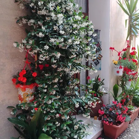 Rosa Dei Venti לבנטו